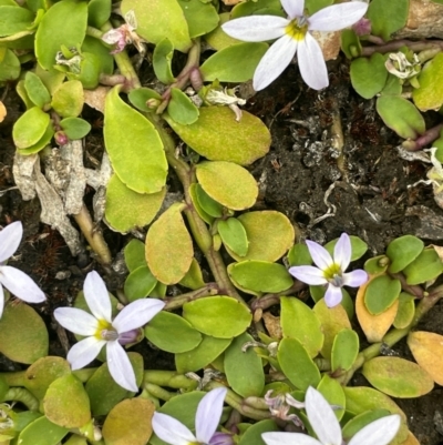 Lobelia pedunculata (Matted Pratia) at Broken Dam, NSW - 10 Jan 2024 by JaneR