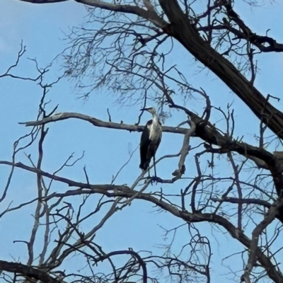 Ardea pacifica (White-necked Heron) at QPRC LGA - 12 Jan 2024 by Wandiyali