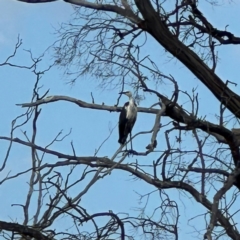 Ardea pacifica (White-necked Heron) at Wandiyali-Environa Conservation Area - 12 Jan 2024 by Wandiyali