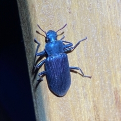 Promethis sp. (genus) (Promethis darkling beetle) at Jerrabomberra, NSW - 12 Jan 2024 by SteveBorkowskis