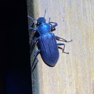 Promethis sp. (genus) at QPRC LGA - 13 Jan 2024