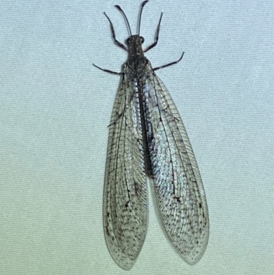 Glenoleon osmyloides (An antlion) at Jerrabomberra, NSW - 12 Jan 2024 by SteveBorkowskis