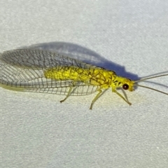 Italochrysa insignis (A Green Lacewing) at Jerrabomberra, NSW - 12 Jan 2024 by SteveBorkowskis