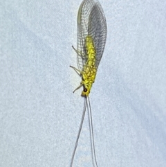 Italochrysa insignis at QPRC LGA - suppressed