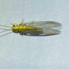 Italochrysa insignis at QPRC LGA - suppressed