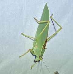 Torbia viridissima (Gum Leaf Katydid) at Jerrabomberra, NSW - 12 Jan 2024 by SteveBorkowskis