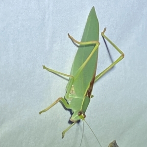 Torbia viridissima at QPRC LGA - 12 Jan 2024