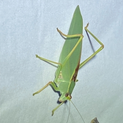 Torbia viridissima (Gum Leaf Katydid) at Jerrabomberra, NSW - 12 Jan 2024 by SteveBorkowskis