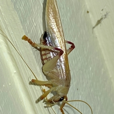 Gryllacrididae (family) (Unidentified Raspy Cricket) at Jerrabomberra, NSW - 12 Jan 2024 by SteveBorkowskis