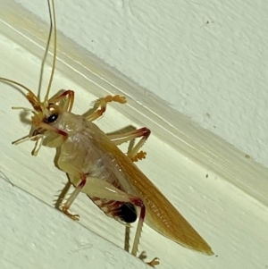 Gryllacrididae (family) at QPRC LGA - suppressed