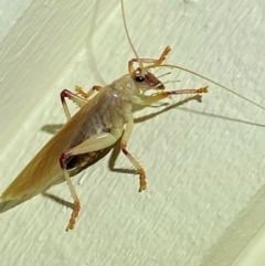 Gryllacrididae (family) at QPRC LGA - suppressed