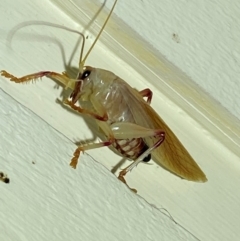 Gryllacrididae (family) at QPRC LGA - 12 Jan 2024