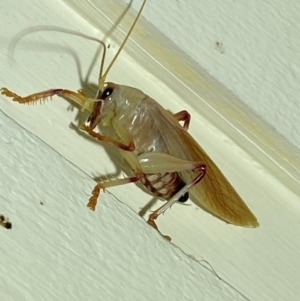 Gryllacrididae (family) at QPRC LGA - 12 Jan 2024