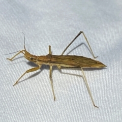 Sastrapada australica (An assassin bug) at QPRC LGA - 12 Jan 2024 by SteveBorkowskis