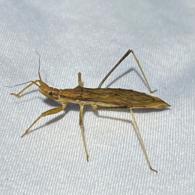 Sastrapada australica (An assassin bug) at Jerrabomberra, NSW - 12 Jan 2024 by SteveBorkowskis