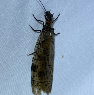 Archichauliodes (Riekochauliodes) guttiferus (Dobsonfly or Fishfly) at Jerrabomberra, NSW - 12 Jan 2024 by SteveBorkowskis