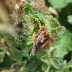 Agonoscelis rutila (Horehound bug) at Sutton, NSW - 13 Jan 2024 by RobynHall