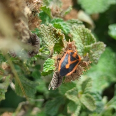 Agonoscelis rutila (Horehound bug) at Sutton, NSW - 12 Jan 2024 by RobynHall