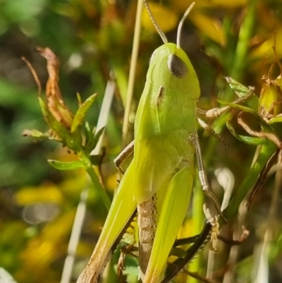 Caledia captiva (grasshopper) at Ginninderry Conservation Corridor - 13 Jan 2024 by pixelnips