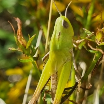 Caledia captiva (grasshopper) at Strathnairn, ACT - 12 Jan 2024 by pixelnips