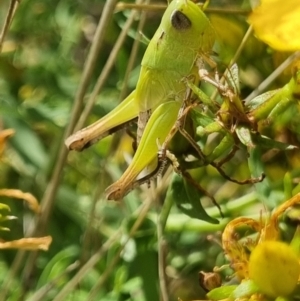 Caledia captiva at Ginninderry Conservation Corridor - 13 Jan 2024