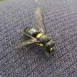 Hylaeus (Euprosopoides) rotundiceps at Evatt, ACT - 6 Jan 2024 10:48 AM