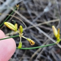 Tricoryne elatior (Yellow Rush Lily) at Hawker, ACT - 12 Jan 2024 by sangio7