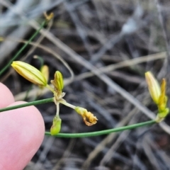 Tricoryne elatior (Yellow Rush Lily) at The Pinnacle - 13 Jan 2024 by sangio7