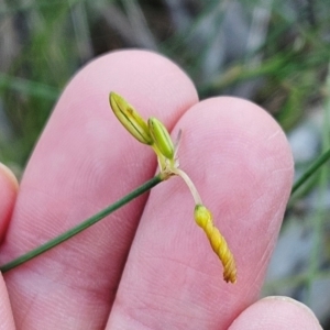 Tricoryne elatior at The Pinnacle - 13 Jan 2024