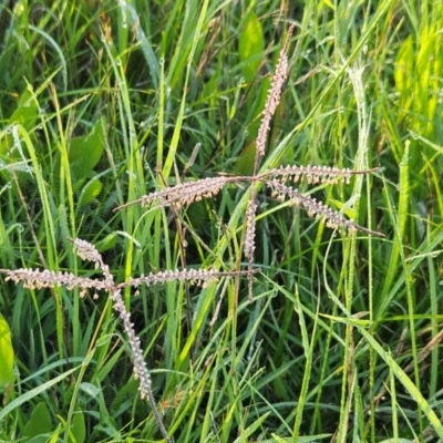 Cynodon dactylon (Couch Grass) at Hawker, ACT - 12 Jan 2024 by sangio7