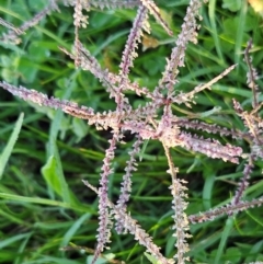 Cynodon dactylon at The Pinnacle - 13 Jan 2024