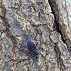 Dindymus circumcinctus (Bordered harlequin bug) at Watson Green Space - 13 Jan 2024 by AniseStar