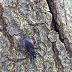 Dindymus circumcinctus at Watson Green Space - 13 Jan 2024 09:15 AM