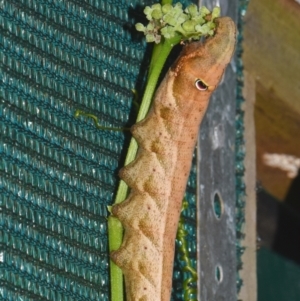 Theretra latreillii at Sheldon, QLD - suppressed