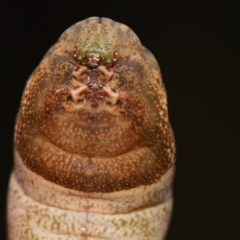 Theretra latreillii at Sheldon, QLD - suppressed