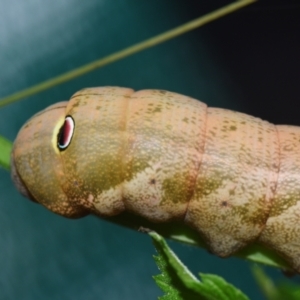 Theretra latreillii at Sheldon, QLD - suppressed