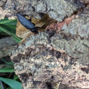 Pterohelaeus piceus at Watson Green Space - 13 Jan 2024 09:14 AM