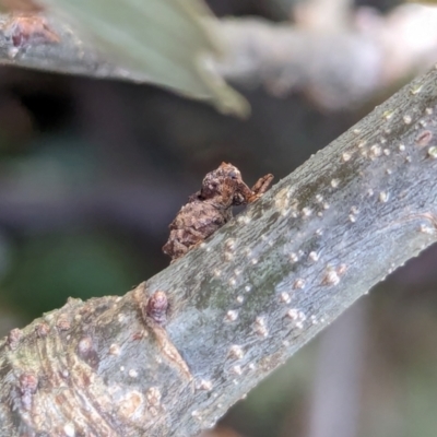 Orthorhinus klugii (Vine weevil) at Watson Green Space - 13 Jan 2024 by AniseStar