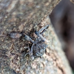 Orthorhinus cylindrirostris at Watson Green Space - 13 Jan 2024 09:13 AM