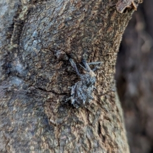 Orthorhinus cylindrirostris at Watson Green Space - 13 Jan 2024 09:13 AM