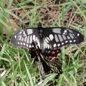 Papilio anactus at Higgins Woodland - 13 Jan 2024
