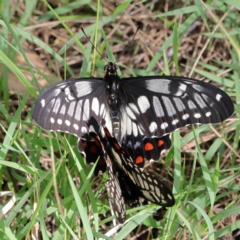 Papilio anactus (Dainty Swallowtail) at Higgins Woodland - 12 Jan 2024 by Trevor