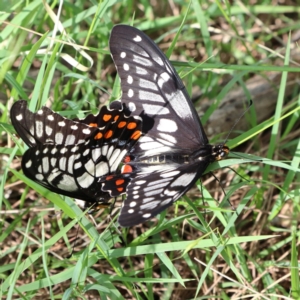 Papilio anactus at Higgins Woodland - 13 Jan 2024