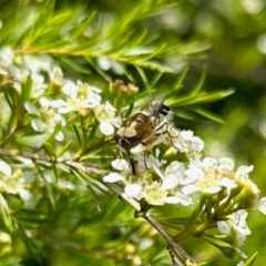 Odontomyia hunteri (Soldier fly) at Aranda, ACT - 12 Jan 2024 by KMcCue