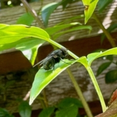 Calliphoridae (family) (Unidentified blowfly) at GG182 - 13 Jan 2024 by KMcCue