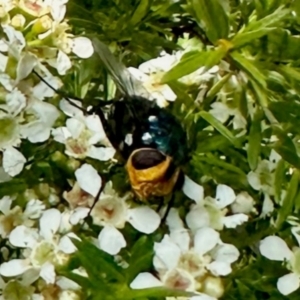 Amenia sp. (genus) at GG182 - 13 Jan 2024