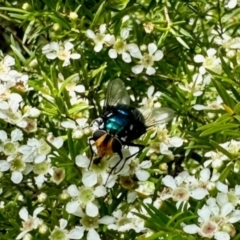 Amenia sp. (genus) at GG182 - 13 Jan 2024