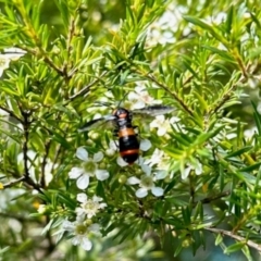 Lophyrotoma interrupta (Cattle Poisoning Sawfly) at Aranda, ACT - 12 Jan 2024 by KMcCue