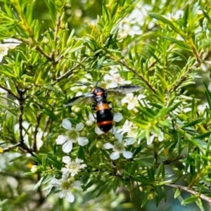 Lophyrotoma interrupta at GG182 - 13 Jan 2024