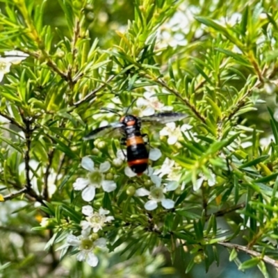 Lophyrotoma interrupta (Cattle Poisoning Sawfly) at Aranda, ACT - 12 Jan 2024 by KMcCue